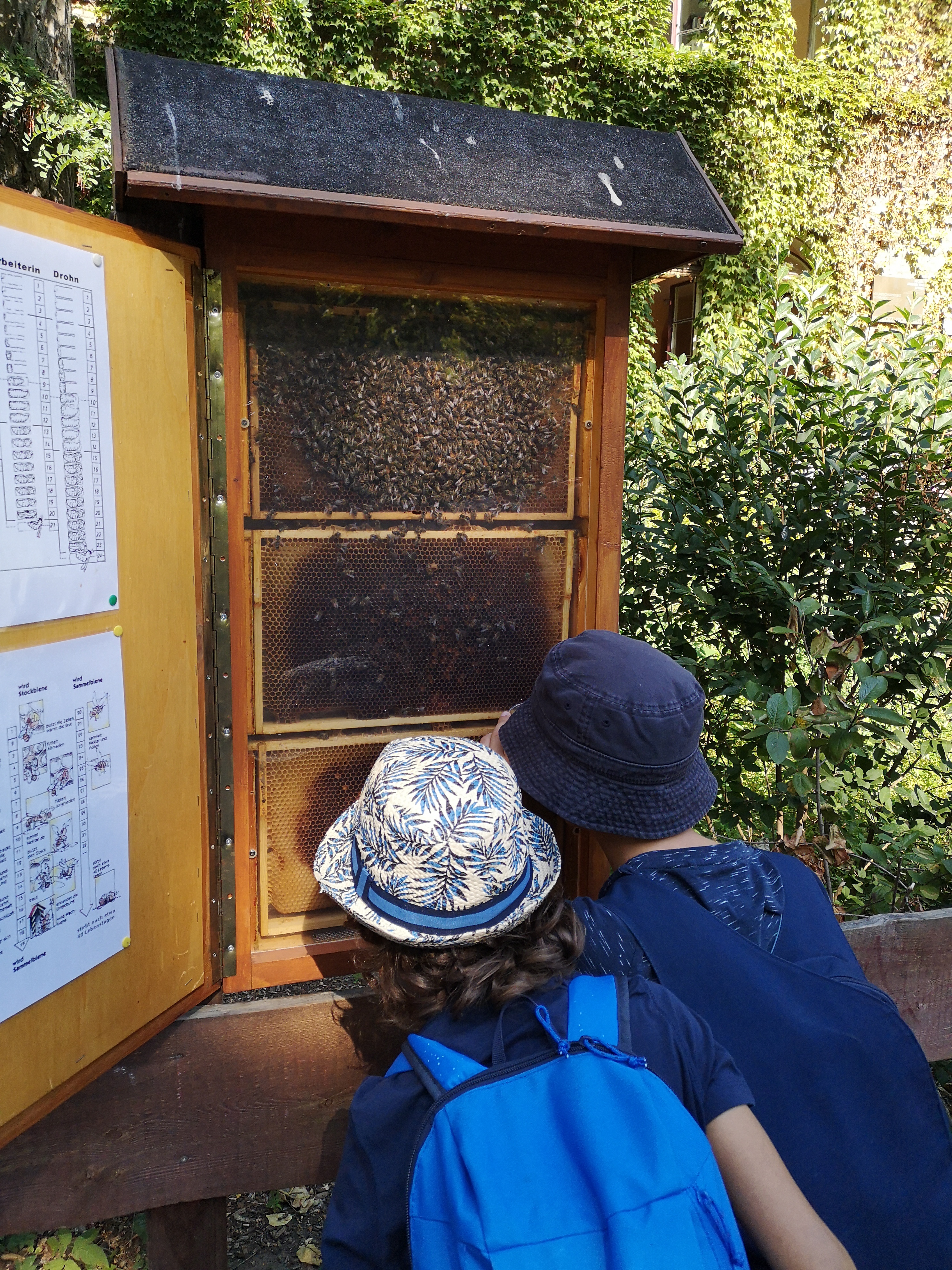 BNE_Curioso_Bienenschaukasten.jpg 