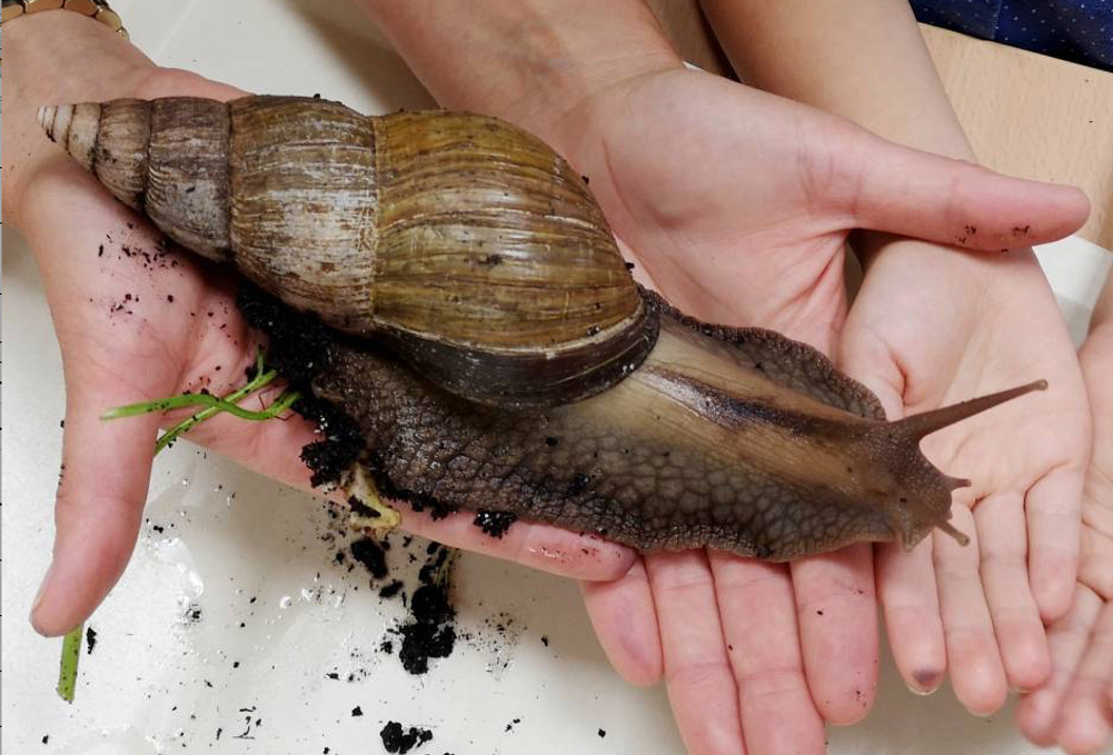Achatschnecke