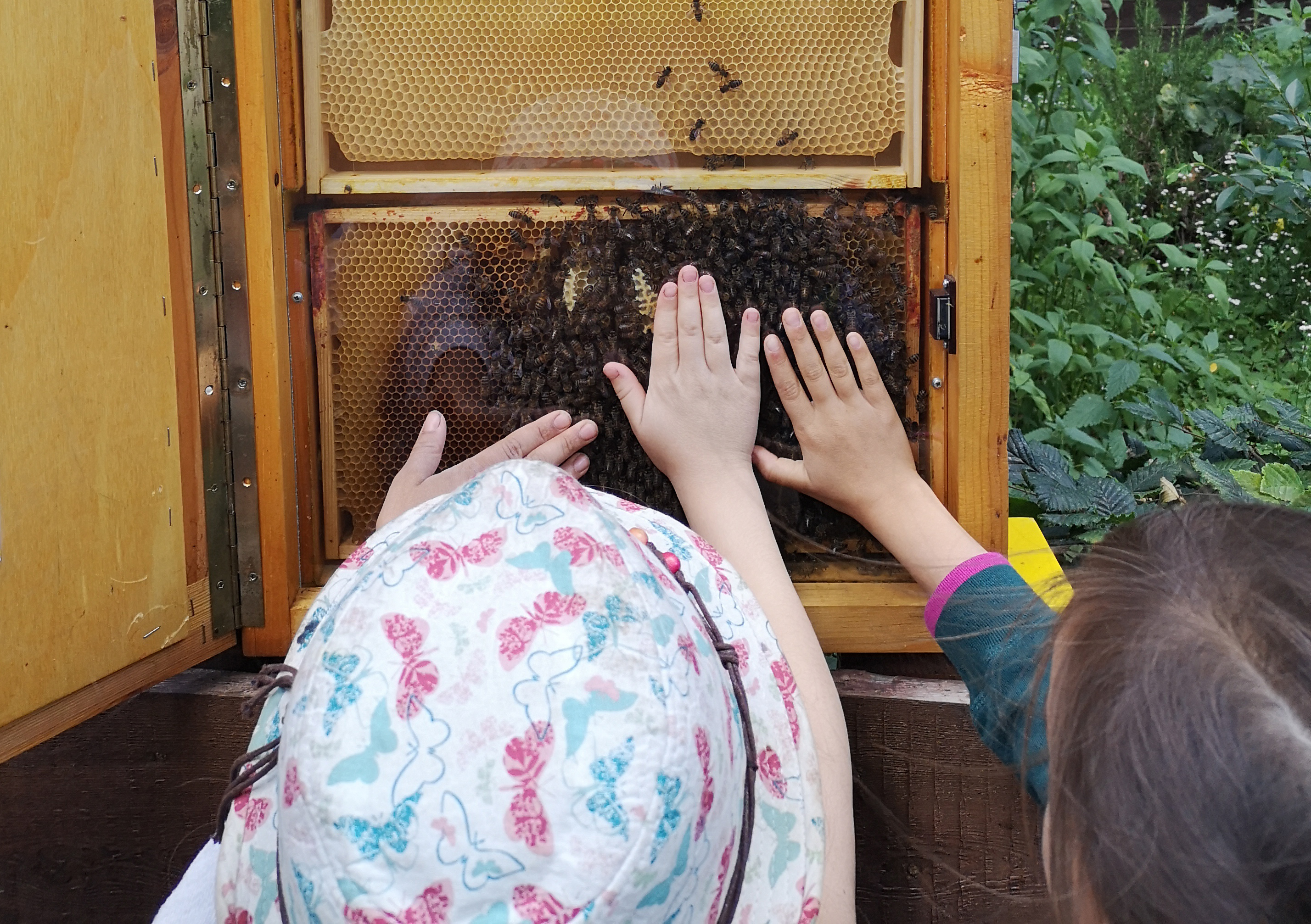 Bienenwaben